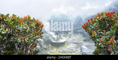 (Selektive Fokus) Blick auf einige schöne Blumen im Vordergrund und die unscharfen Tangkuban perahu Vulkan mit Wolken von Gasen. Stockfoto