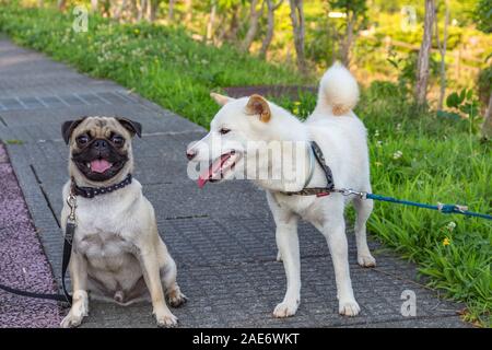 Zwei freundliche Welpen Hunde, Mops sitzen und Deutscher Schäferhund stehend, am frühen Morgen Sommer Sonne, bei Daijouji Hill Park, Kanazawa, Präfektur Ishikawa, Wester Stockfoto