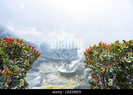 (Selektive Fokus) Blick auf einige schöne Blumen im Vordergrund und die unscharfen Tangkuban perahu Vulkan mit Wolken von Gasen. Stockfoto