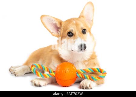 Welsh Corgi Pembroke Welpen mit einem Spielzeug isoliert weißer Hintergrund Stockfoto