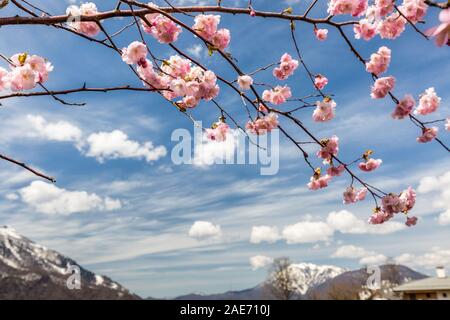 Blooming cherry tree mit Blick auf die schneebedeckten Berge, die im Frühjahr an einem klaren Tag in Sochi, Russland. Stockfoto