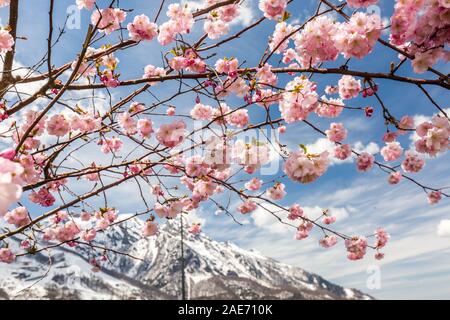 Blooming cherry tree mit Blick auf die schneebedeckten Berge, die im Frühjahr an einem klaren Tag in Sochi, Russland. Stockfoto