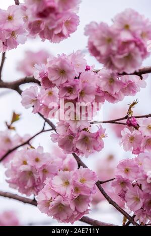 Blooming cherry tree mit Blick auf die schneebedeckten Berge, die im Frühjahr an einem klaren Tag in Sochi, Russland. Stockfoto