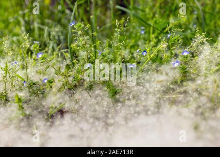 Populus tremula, auch genannt Aspen, hat verbreitet es Samen ganz über dem Platz, in diesem Fall den Rasen. Stockfoto