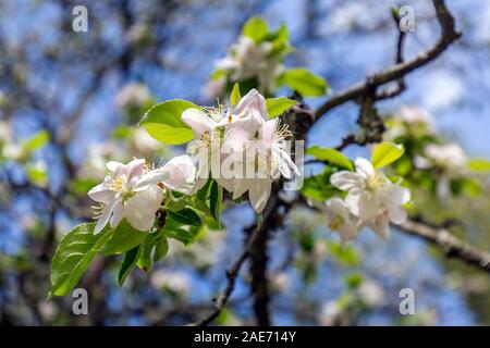 Der Kirschbaum blüht im Frühjahr an einem klaren Tag in Sochi, Russland. Stockfoto