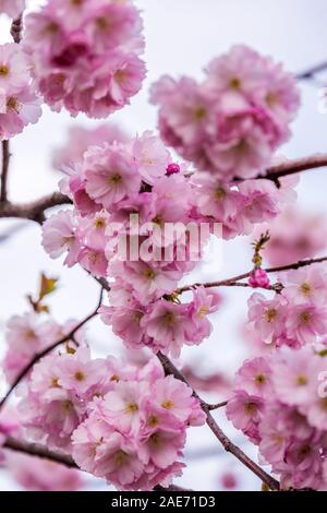 Blooming cherry tree mit Blick auf die schneebedeckten Berge, die im Frühjahr an einem klaren Tag in Sochi, Russland. Stockfoto