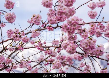 Blooming cherry tree mit Blick auf die schneebedeckten Berge, die im Frühjahr an einem klaren Tag in Sochi, Russland. Stockfoto