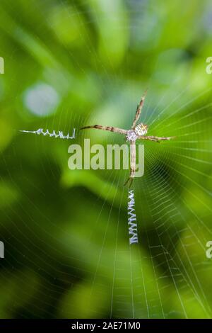 St. Andrew Cross Spider auf seiner Web mit dekorativen Web Design und Spider ist in der Lage gegen eine blured grünen Hintergrund. Stockfoto