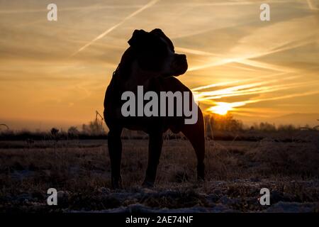 Silhouette eines Grubenbullen bei Sonnenaufgang, gegen die Sonne Stockfoto