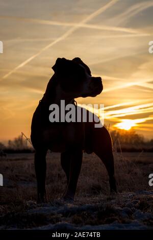 Silhouette eines Grubenbullen bei Sonnenaufgang, gegen die Sonne Stockfoto