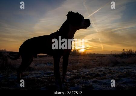 Silhouette eines Grubenbullen bei Sonnenaufgang, gegen die Sonne Stockfoto