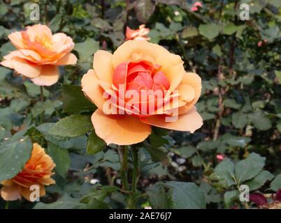 Rosen Butchart Gardens Victoria Vancouver Island Kanada Stockfoto