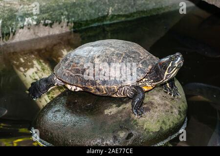 Rotwangen-schmuckschildkröte Rotwangen-Schmuckschildkröte, Schildkröte, TRACHEMYS SCRIPTA elegans, Tulamben, Bali Stockfoto