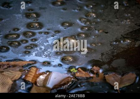 Golden blasen von Klärschlamm Gas auf der watersurface in einem Sumpf Stockfoto