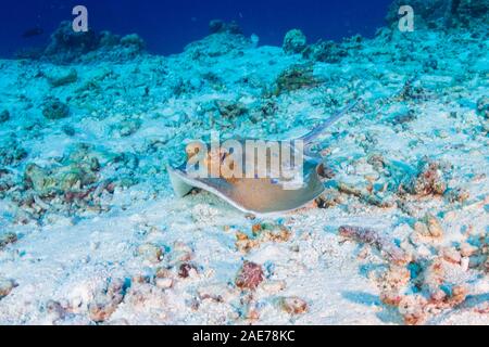 Die Kuhl Stingray auf dem sandigen Meeresboden in der Nähe von einem Korallenriff Stockfoto