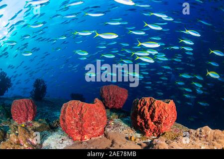 Eine Schule der Füsilier tropische Fische über großen Meer Schwämmen auf einem Korallenriff Stockfoto