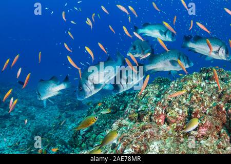 Süßlippen an einem tropischen Korallenriff in Thailand Stockfoto