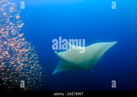 Große weibliche Ozeanischen Mantarochen (Manta birostris) Schwimmen durch tropische Fische in einem Korallenriff (Koh Bon, Similan Inseln) Stockfoto