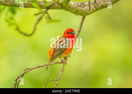 Leuchtend rote Fody (Foudia madagascariensis) auf einem Ast auf die natürlichen unscharfen Hintergrund, Mauritius Insel. Stockfoto