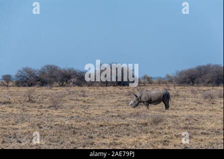 Ein einsamer enthornt Schwarzes Nashorn - Diceros bicornis occidentalis - Beweidung in Etosha National Park, Namibia. Schwarze Nashörner sind durch Wilderei stark bedroht. Die Hupe wird entfernt, um die WILDERER von der Tötung der Tiere zu stoppen. Stockfoto