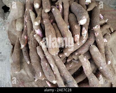 Cassava oder Maniok ist eine essbare Wurzel. Manihot esculenta. Markt für Obst und Gemüse in Sri Lanka Stockfoto