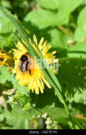 Hummel auf gelbem Löwenzahn Blume Stockfoto