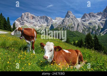 Grasende Kühe auf alpinen Wiesen. Die Pale di San Martino Berggipfel. Berglandschaft. Das Trentino, Dolomiten. Italienische Alpen. Europa. Stockfoto