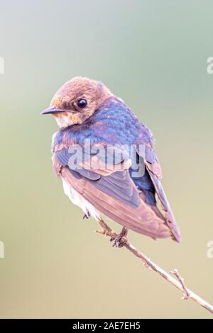 Schlucken auf eine Filiale im hoskote See Bangalore, Karnataka Stockfoto