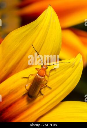 Käfer auf orange Blume Stockfoto
