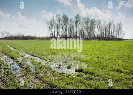 Wasser nach dem Regen auf der grünen Wiese, Gruppe von Bäumen und weiße Wolken im blauen Himmel Stockfoto