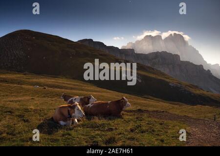 Grasende Kühe auf alpine Wiesen in der Nacht mit Mondlicht. Der Naturpark Puez-Geisler. Die Trentino-Alto Adige Dolomiten. Italienische Alpen. Europa. Stockfoto