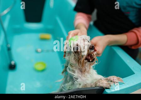 Weibliche groomer wäscht niedlichen Hund, Hunde- und Katzensalon Stockfoto