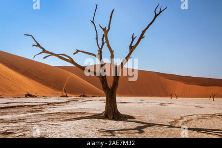 Sossusvlei Baum in der Wüste mit den Dünen im Hintergrund Stockfoto