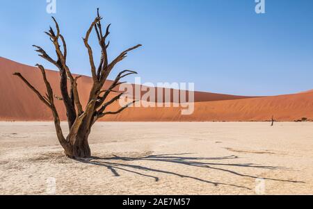 Sossusvlei Baum in der Wüste mit den Dünen im Hintergrund Stockfoto