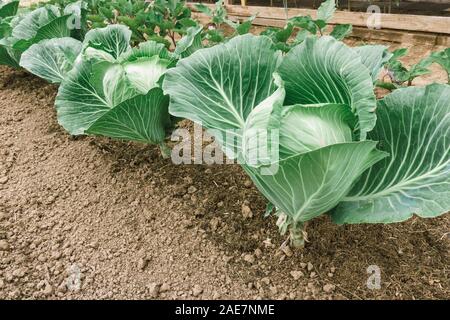 Frische Kraut im Garten. Große Köpfe von Kohl im Garten. Kohl mit großen Blättern Stockfoto