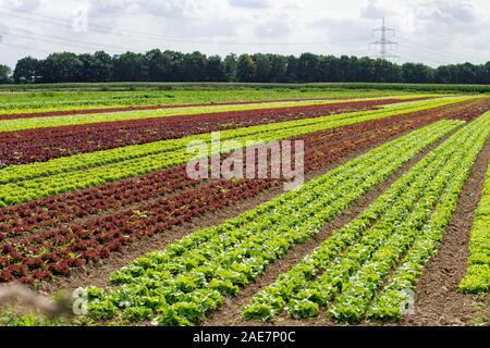 Reihen von Lollo Rosso und Lollo bianco Stockfoto