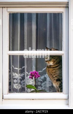 Tabby-Katze, die auf einem Fensterschweller sitzt, der aus einem Fenster starrt. Stockfoto