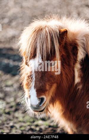 Shetland Pony Beweidung auf einer grünen Wiese. Ponys Spaziergang auf einem Green Glade. Ein Pony mit einem großen Mähne. Stockfoto