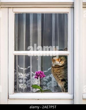 Tabby-Katze, die auf einem Fensterschweller sitzt, der aus einem Fenster starrt. Stockfoto