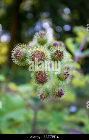 Blüte Große Klette. Arctium lappa Stockfoto