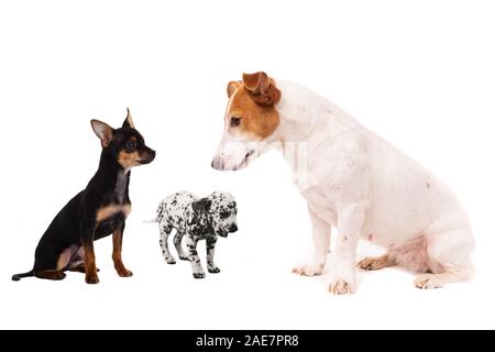 Gruppe von Hunden. Nahaufnahme der Welpen, isoliert auf weißem Stockfoto