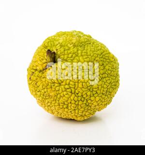 Frische osage Orangen oder Maclura auf weißem Hintergrund. Maclura pomifera Obst Stockfoto