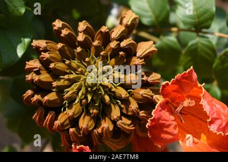 African Tulip oder Spathodea campanulata. Eine schnell wachsende Zierbäume in der Regel in tropischen Bereich gefunden. Stockfoto