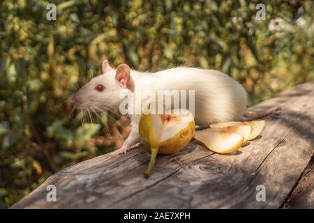 Eine weiße Ratte kriecht auf einer anmelden. Das Nagetier ist auf der Suche nach Essen. Stockfoto