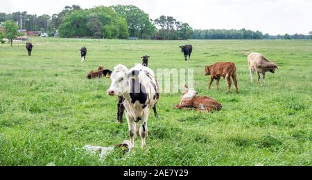 Milchkühe in einem Bauernkoppel in Niedersachsen Deutschland. Stockfoto