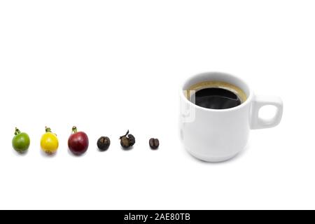 Die verschiedenen Stufen der Kaffeebohnen in weißem Hintergrund. Stockfoto