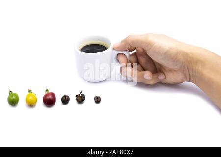 Die verschiedenen Stufen der Kaffeebohnen mit Hand Kaffee Tasse isoliert. Stockfoto