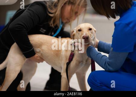 Ein Tierarzt und Techniker zu einer Hunde- verwalten vor der Operation. Stockfoto