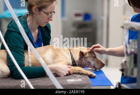 Veterinär Techniker bereiten die Eckzähne für Chirurgie. Nutzen Sie auch die Zeit, wenn der Hund schläft ihre Zehe zu Clip - Nägel. Stockfoto