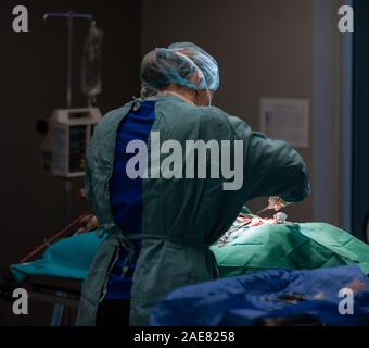 Ein Tierarzt führt eine Operation auf einem Hunde- in einem der Zimmer in einer Tierklinik. Stockfoto